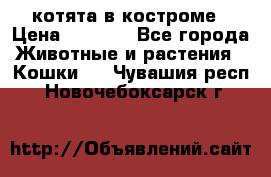 котята в костроме › Цена ­ 2 000 - Все города Животные и растения » Кошки   . Чувашия респ.,Новочебоксарск г.